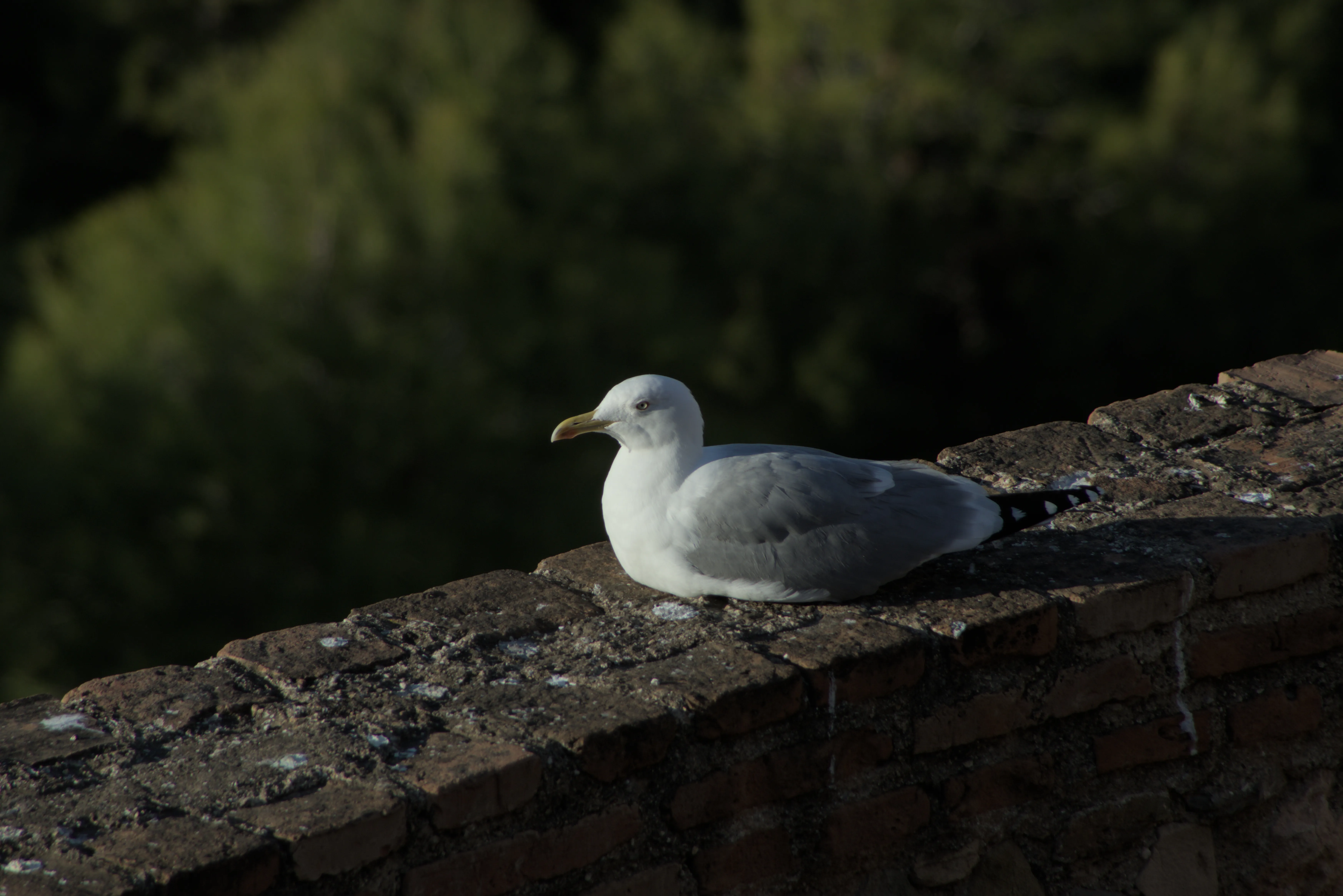 Tamron 28-300mm F3.5-6.3 (EF) - _I4A7513.webp